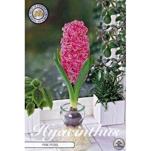 Hyasint Glasshyasint 'Pink Pearl' 3-pakning
